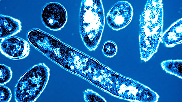 Effective Methods to Fight Legionnaires’ Disease Discovered